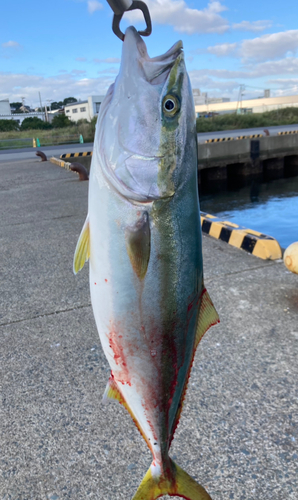 イナダの釣果