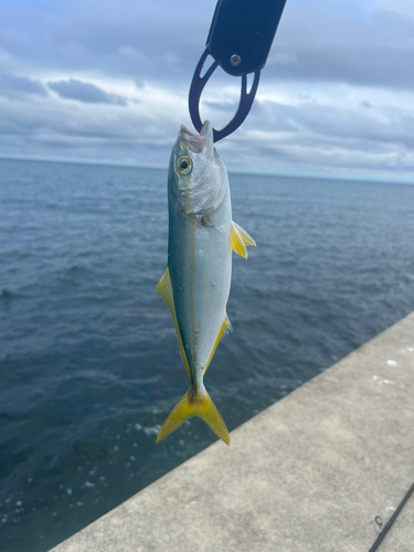 ヒラマサの釣果