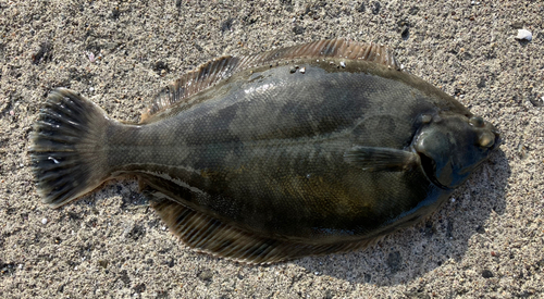 カレイの釣果