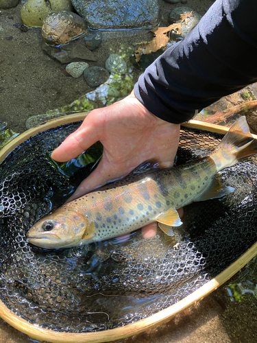 ヤマメの釣果