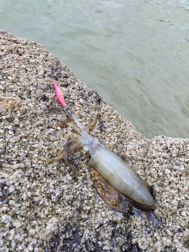 興居島泊港