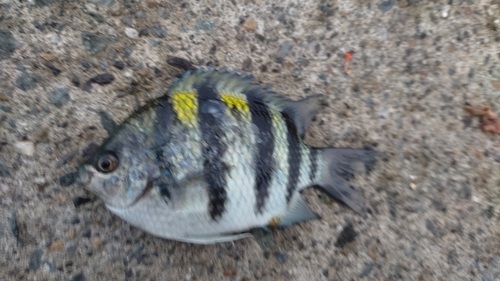 オヤビッチャの釣果