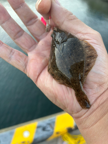 カレイの釣果