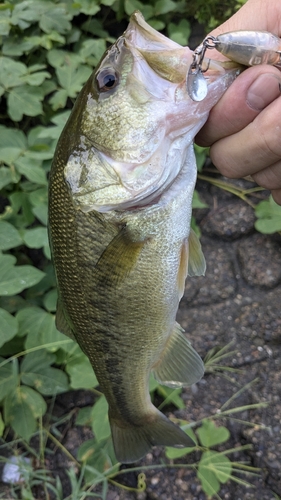 ラージマウスバスの釣果