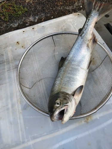 サケの釣果