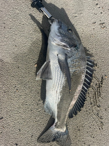 チヌの釣果