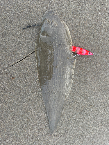 シタビラメの釣果