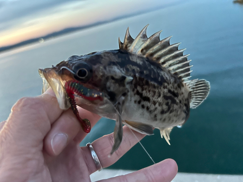 クロソイの釣果