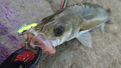 シーバスの釣果