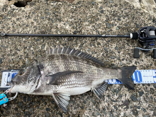 クロダイの釣果