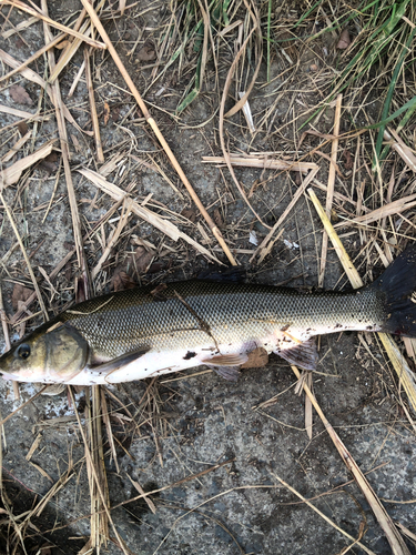 ウグイの釣果