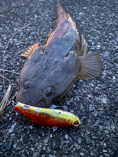 マゴチの釣果