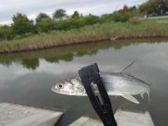 カライワシの釣果