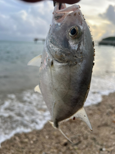 ガーラの釣果