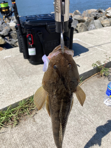 マゴチの釣果