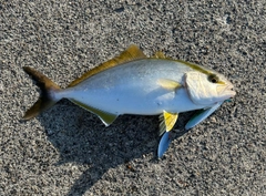 ショゴの釣果