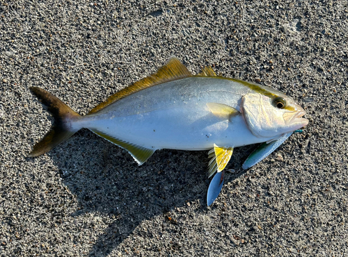 ショゴの釣果