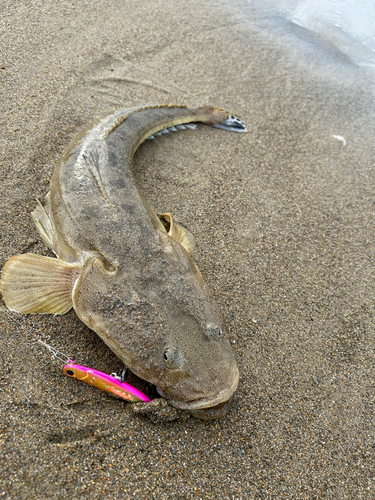 マゴチの釣果