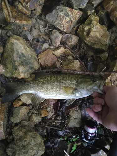 スモールマウスバスの釣果