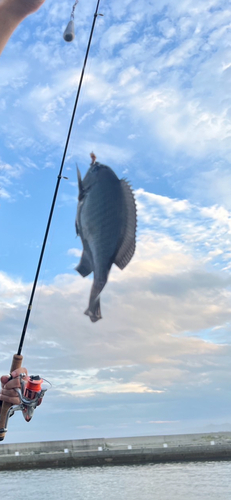 メジナの釣果