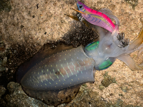 アオリイカの釣果