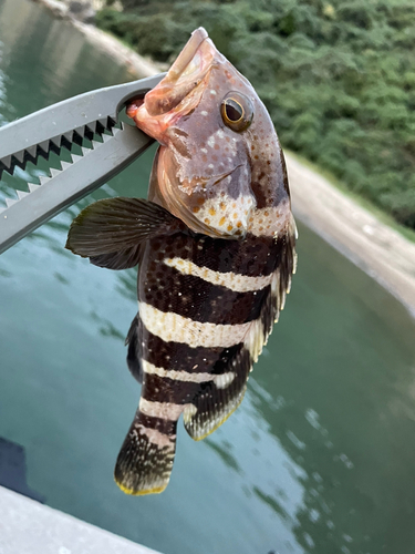 アオハタの釣果