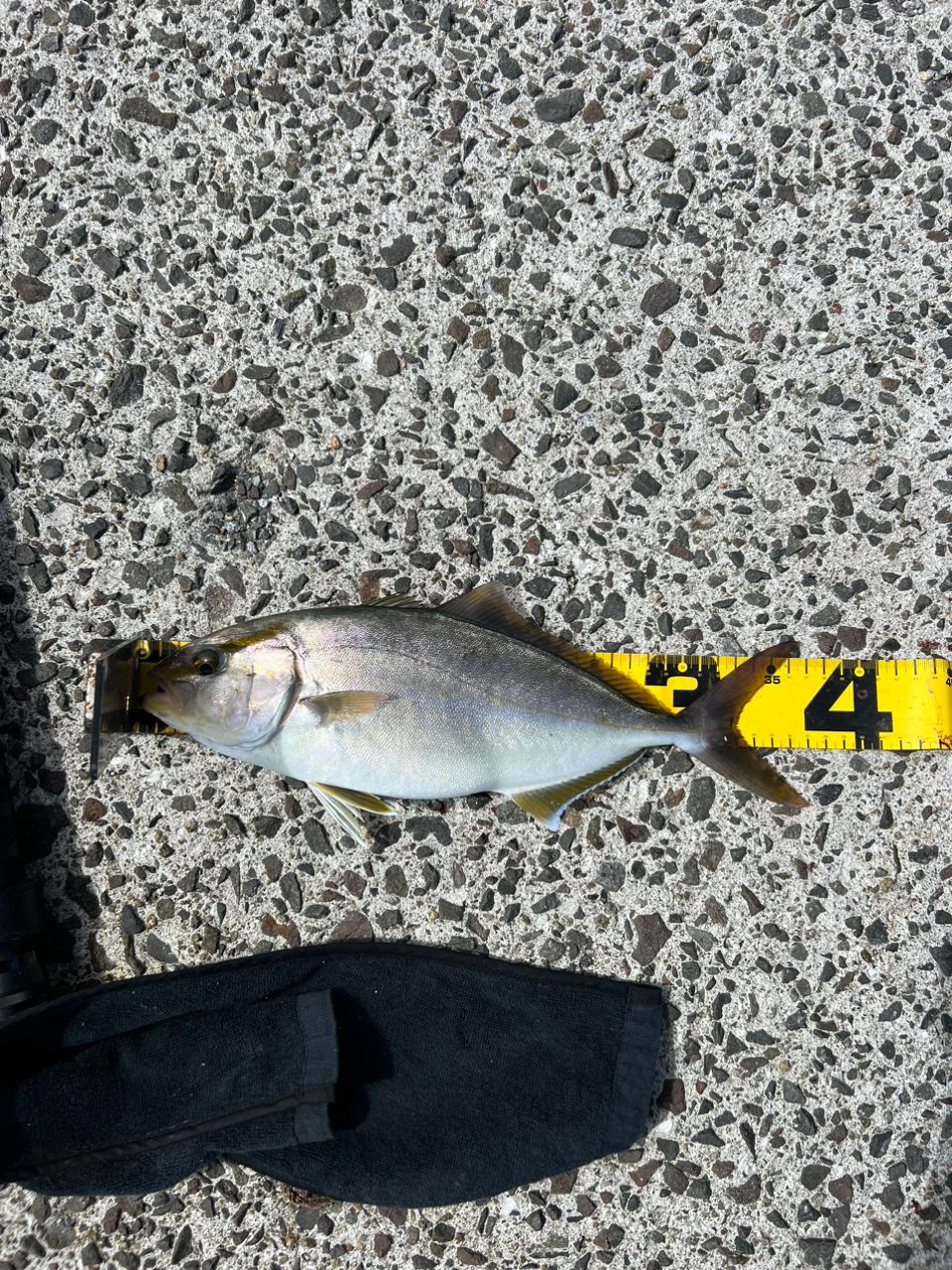 シンヤんさんの釣果 2枚目の画像