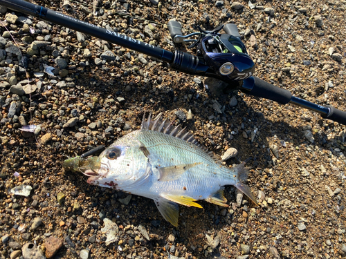 キビレの釣果