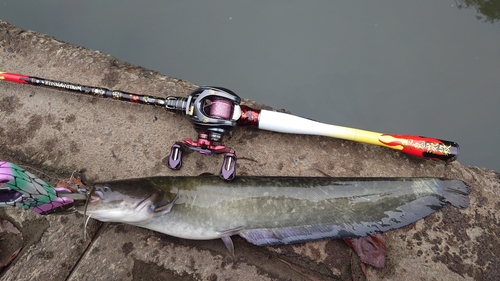 ナマズの釣果