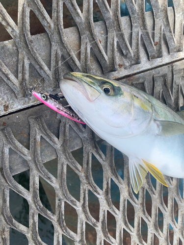 イナダの釣果