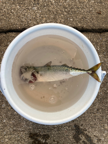 サバの釣果