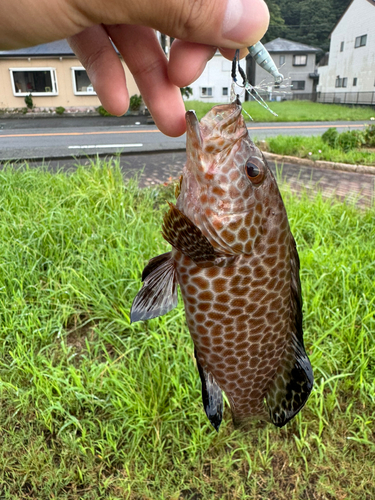 オオモンハタの釣果