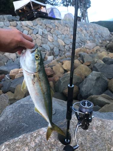 ヤズの釣果