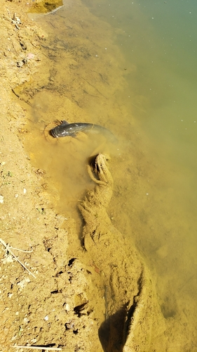 ナマズの釣果