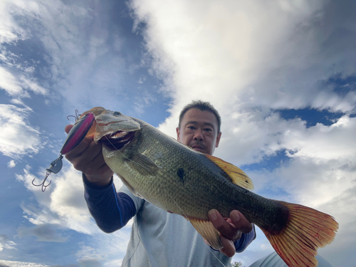 ブラックバスの釣果