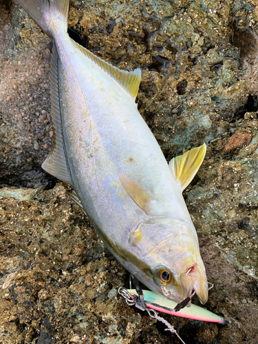 シオの釣果