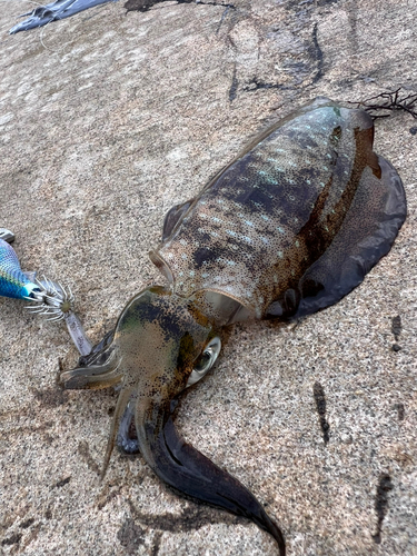 アオリイカの釣果