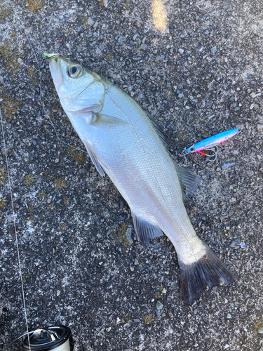 ヒラスズキの釣果