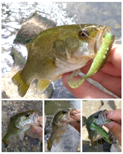 ブラックバスの釣果