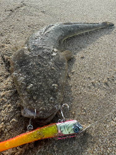 マゴチの釣果