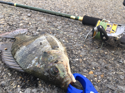 ティラピアの釣果