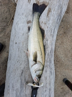 スズキの釣果