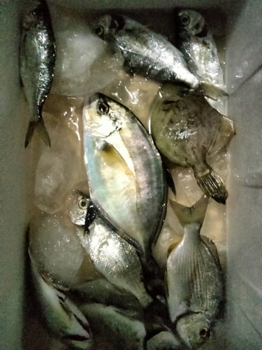 シマアジの釣果