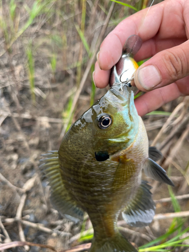 釣果