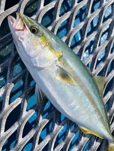 イナダの釣果