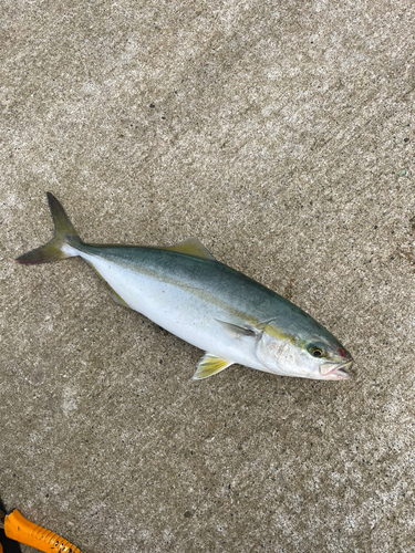 ワカシの釣果