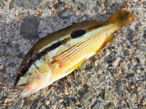 ヨコスジフエダイの釣果