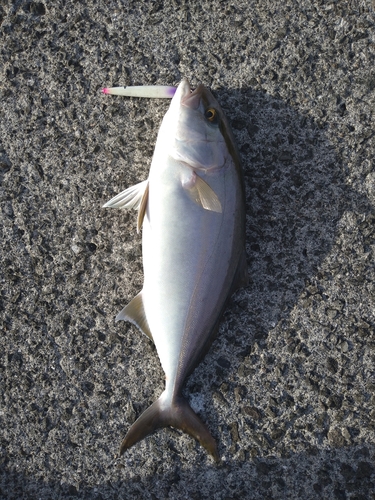 カンパチの釣果