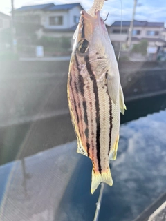 コトヒキの釣果