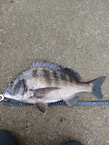 クロダイの釣果